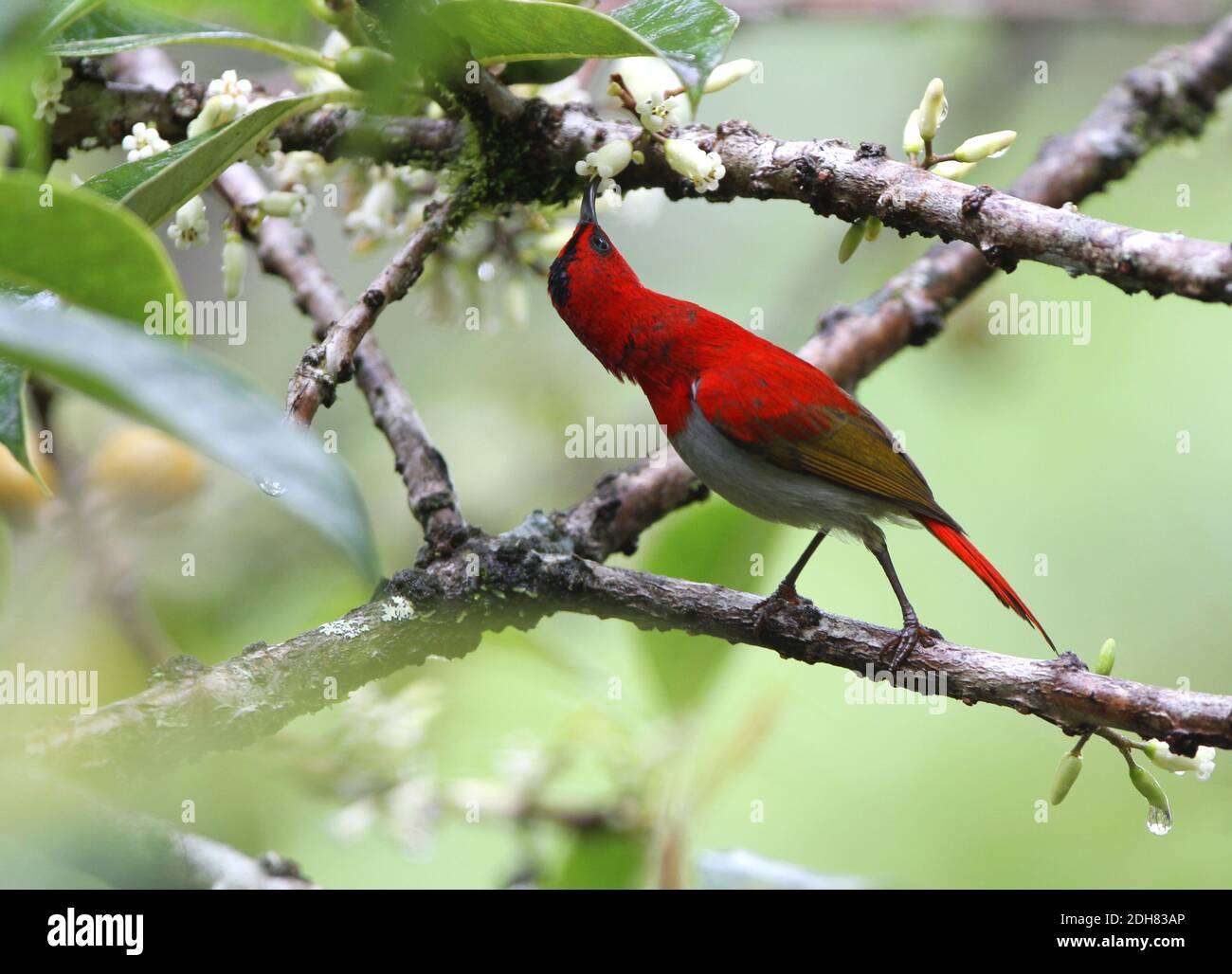 Sunbird de Temminck (Aethopyga temminckii), homme adulte dans une branche, Malaisie, Bornéo, Sabah, Mont Kinabalu Banque D'Images