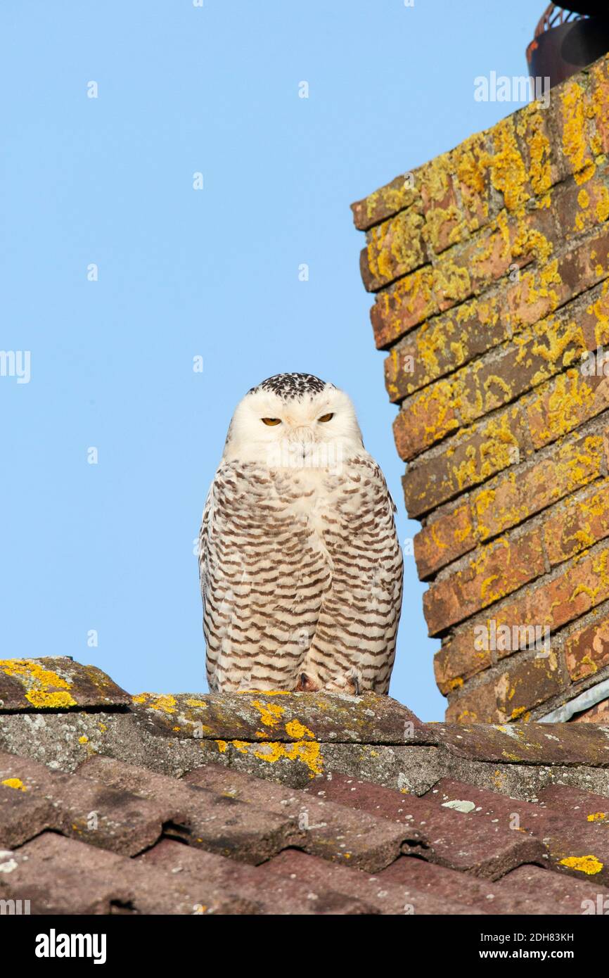 Hibou des neiges (Strix scandiaca, Nyctea scandiaca, Bubo scandiacus), reposant sur le toit d'une maison, pays-Bas, pays-Bas du Nord Banque D'Images