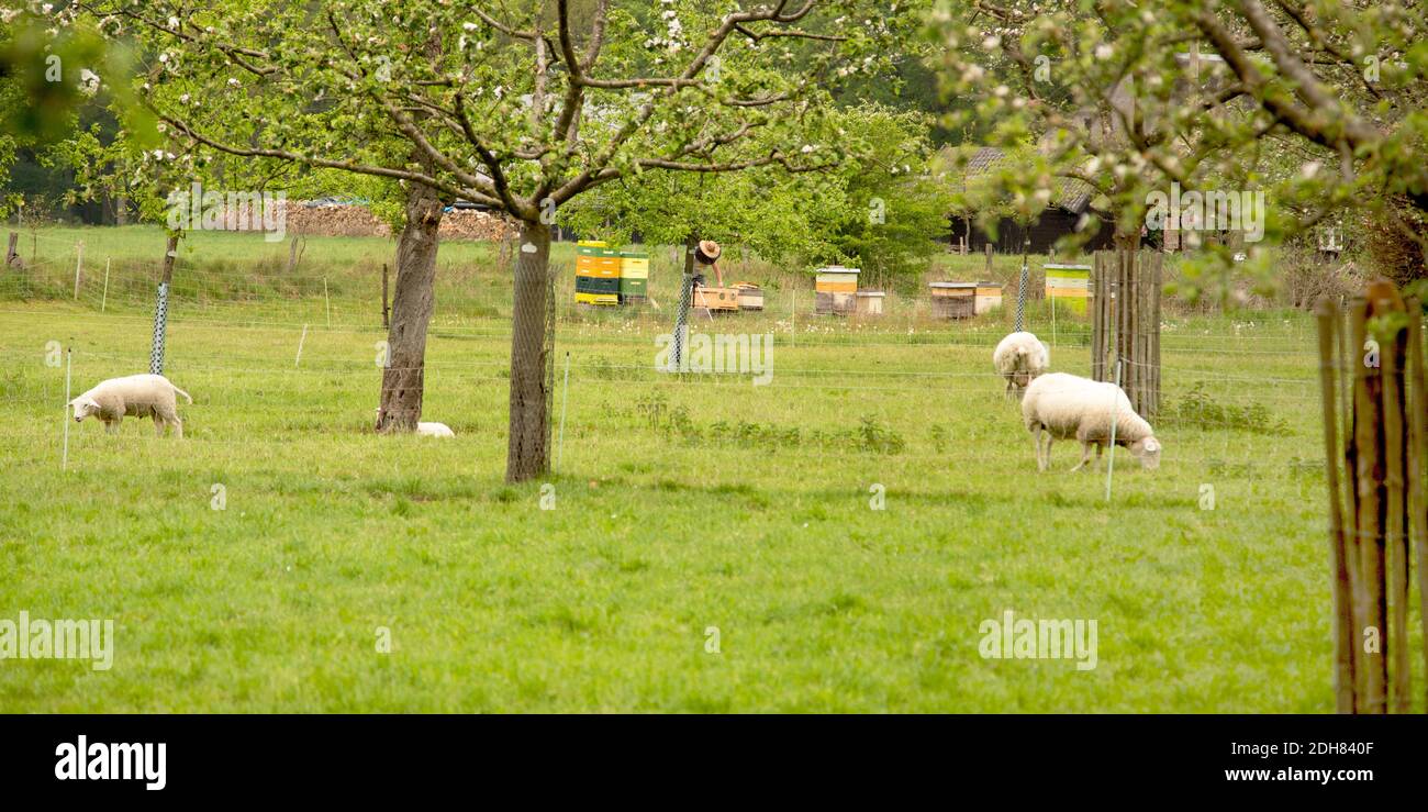 Moutons domestiques (Ovis ammon F. aries), pâturage des moutons dans un pré fruitier, en arrière-plan apiaries, pays-Bas, Twente Banque D'Images