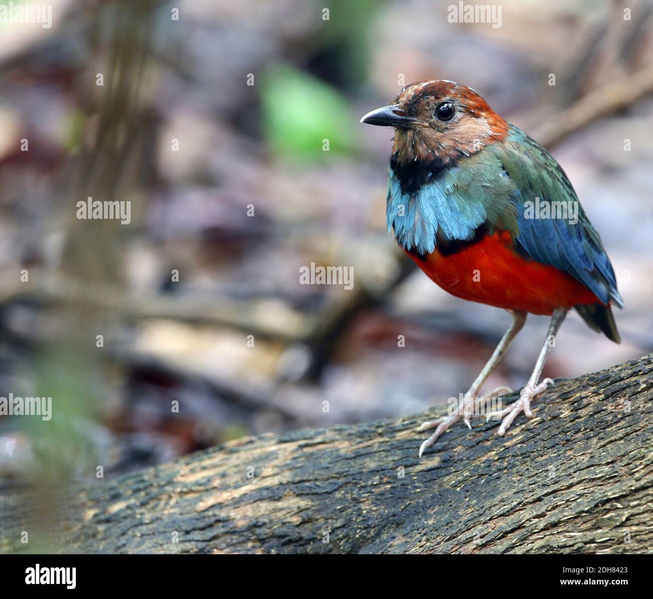 Sulawesi Pitta (Erythropitta celebensis), perchée sur un tronc dans la jungle, Indonésie, Sulawesi, Tangkoko Banque D'Images