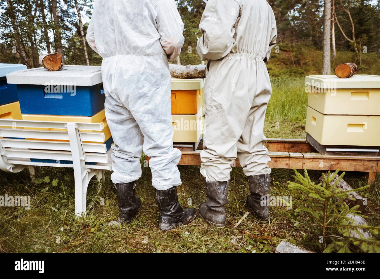 Vue arrière des apiculteurs se trouvant près des ruches sur le terrain Banque D'Images
