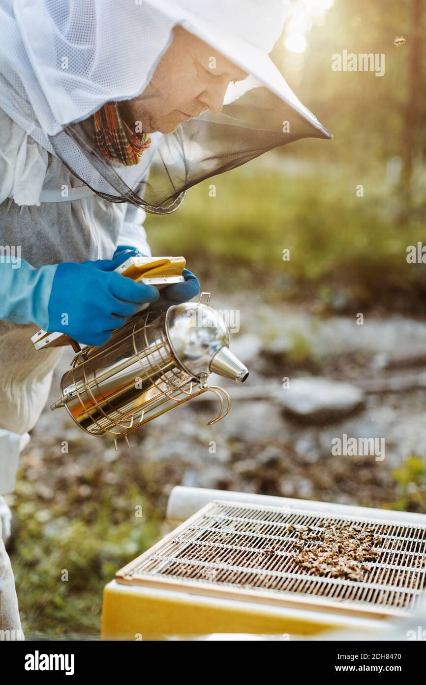 Apiculteur mature tenant le fumeur tout en examinant la ruche sur le terrain Banque D'Images