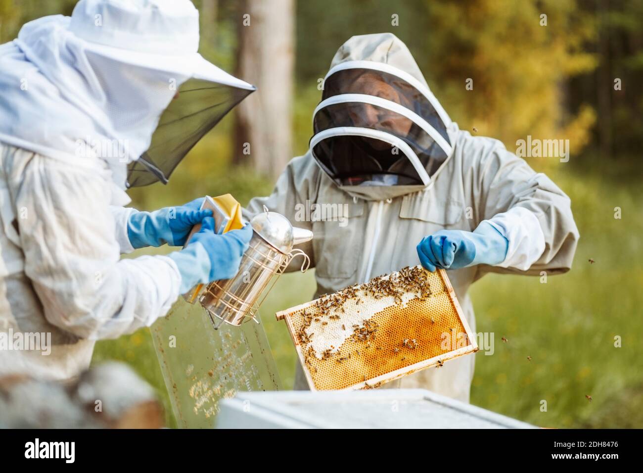 Garde-bêtes tenant le nid d'abeille tout en travaillant avec un collègue sur le terrain Banque D'Images