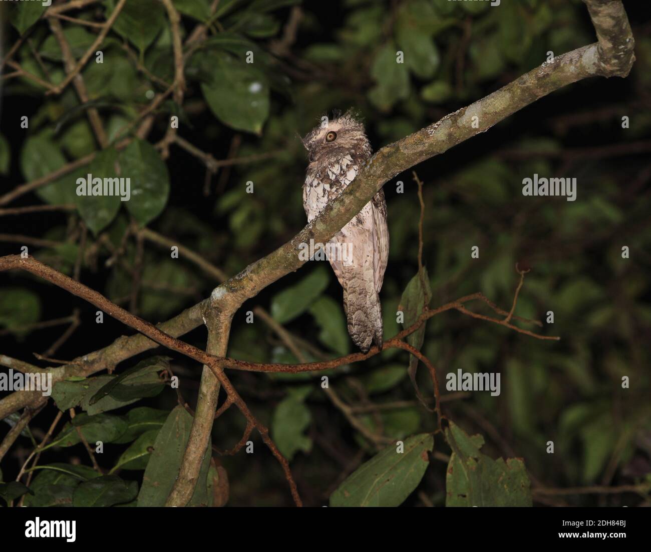 Bouche-grenouille de Bornean (Batrachostomus cornutus), perchée sur une branche dans la voûte de la voie Kambas, Indonésie, Sumatra, parc national de la voie Kambas Banque D'Images