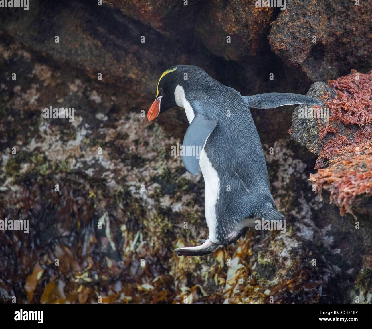 Pingouin de l'île de Snares, pingouin de Snares (Eudiptes robustus, Eudiptes atratus), sautant sur un rocher, vu sur le dos, Nouvelle-Zélande, les Snares Banque D'Images