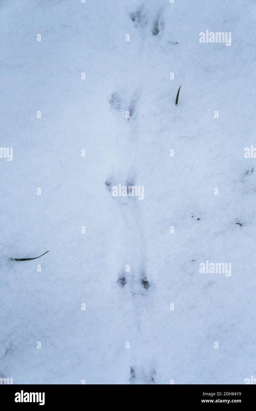 Souris à bois, souris à longue queue (Apodemus sylvaticus), Trail of Woodmous in Snow (pays-Bas) Banque D'Images