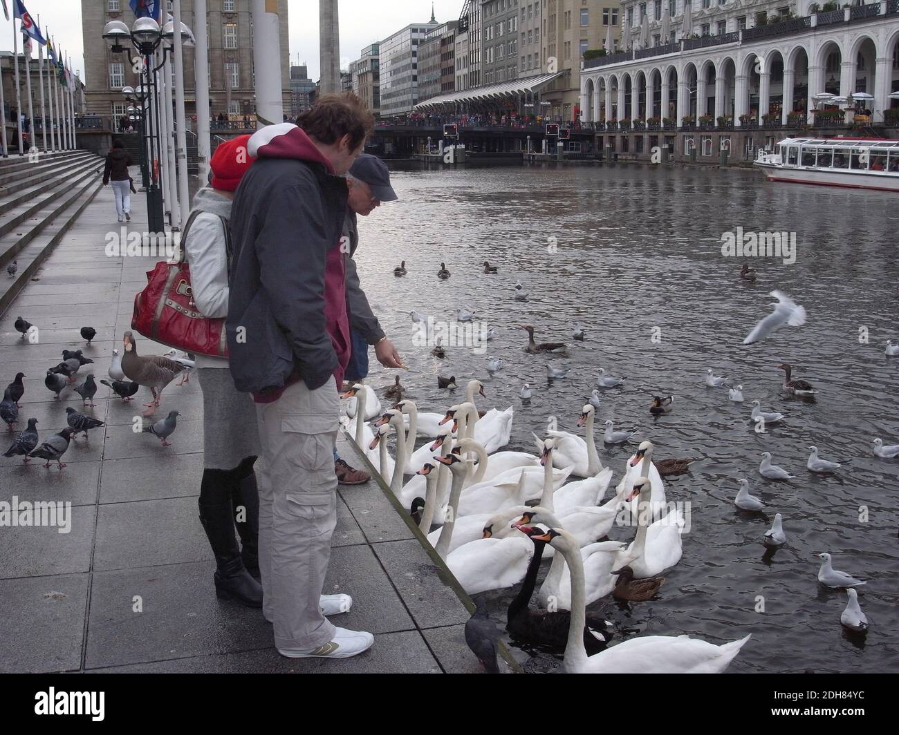 Mute Swan (Cygnus olor), les oiseaux sont nourris par des randonneurs sur l'Alster, Allemagne, Hambourg Banque D'Images