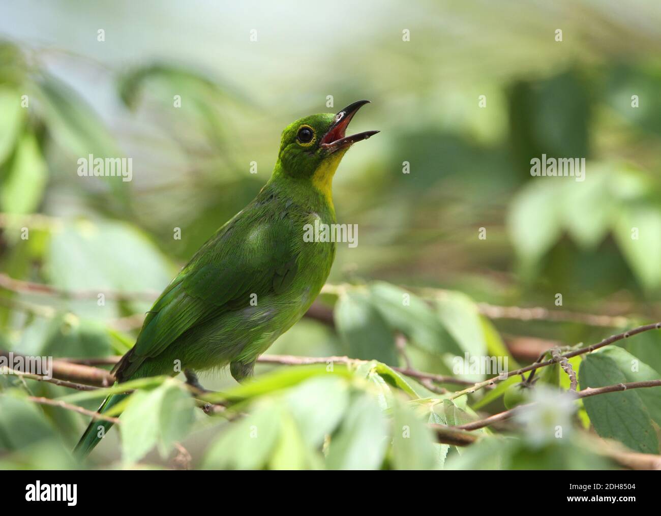 Grand cicadelle verte (Chloropsis sonnerati), femelle s itting sur une branche dans la forêt tropicale des basses terres, Malaisie, Bornéo, Sabah Banque D'Images