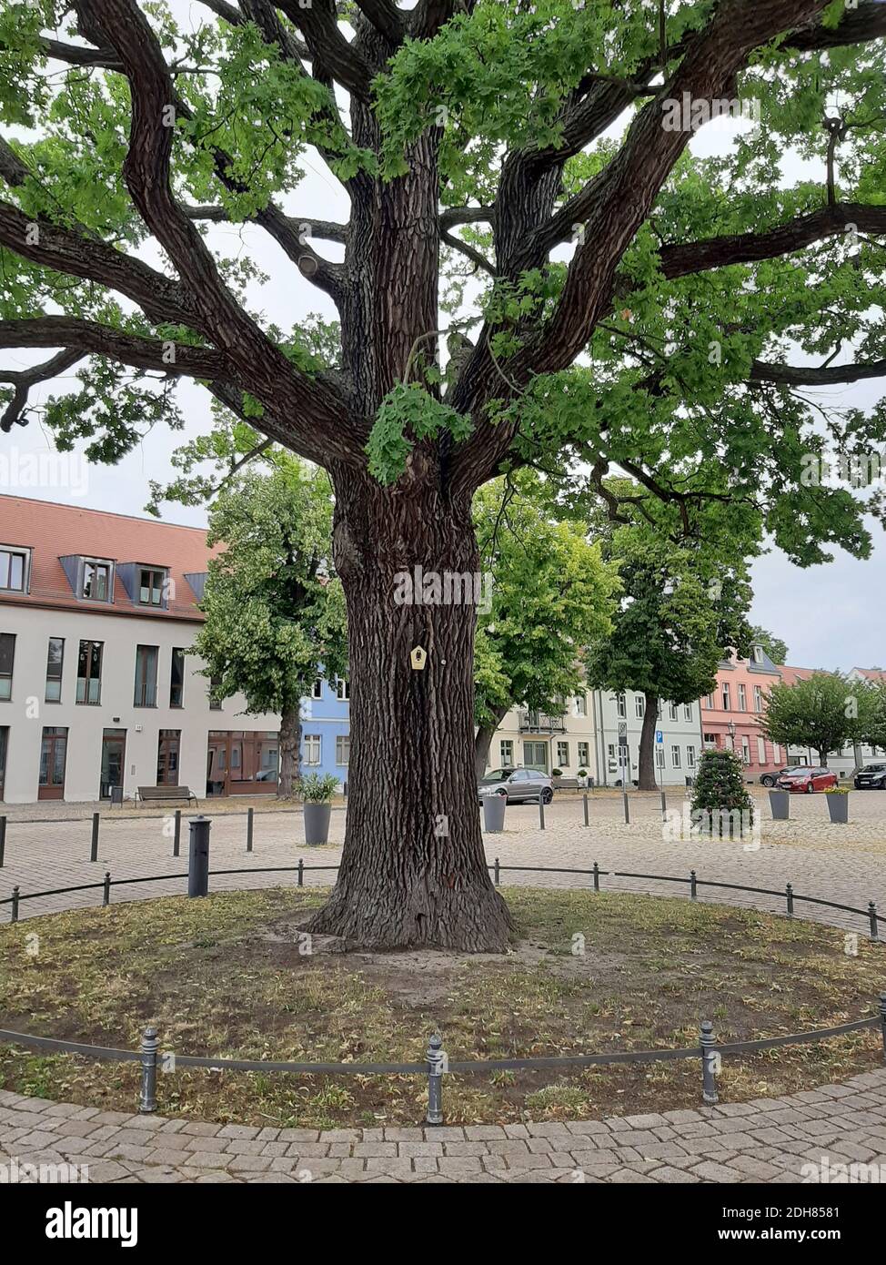 Chêne commun, chêne pédonculé, chêne anglais (Quercus robur. Quercus pedunculata), site naturel avec bouton sur une place de marché, Allemagne, Brandebourg Banque D'Images