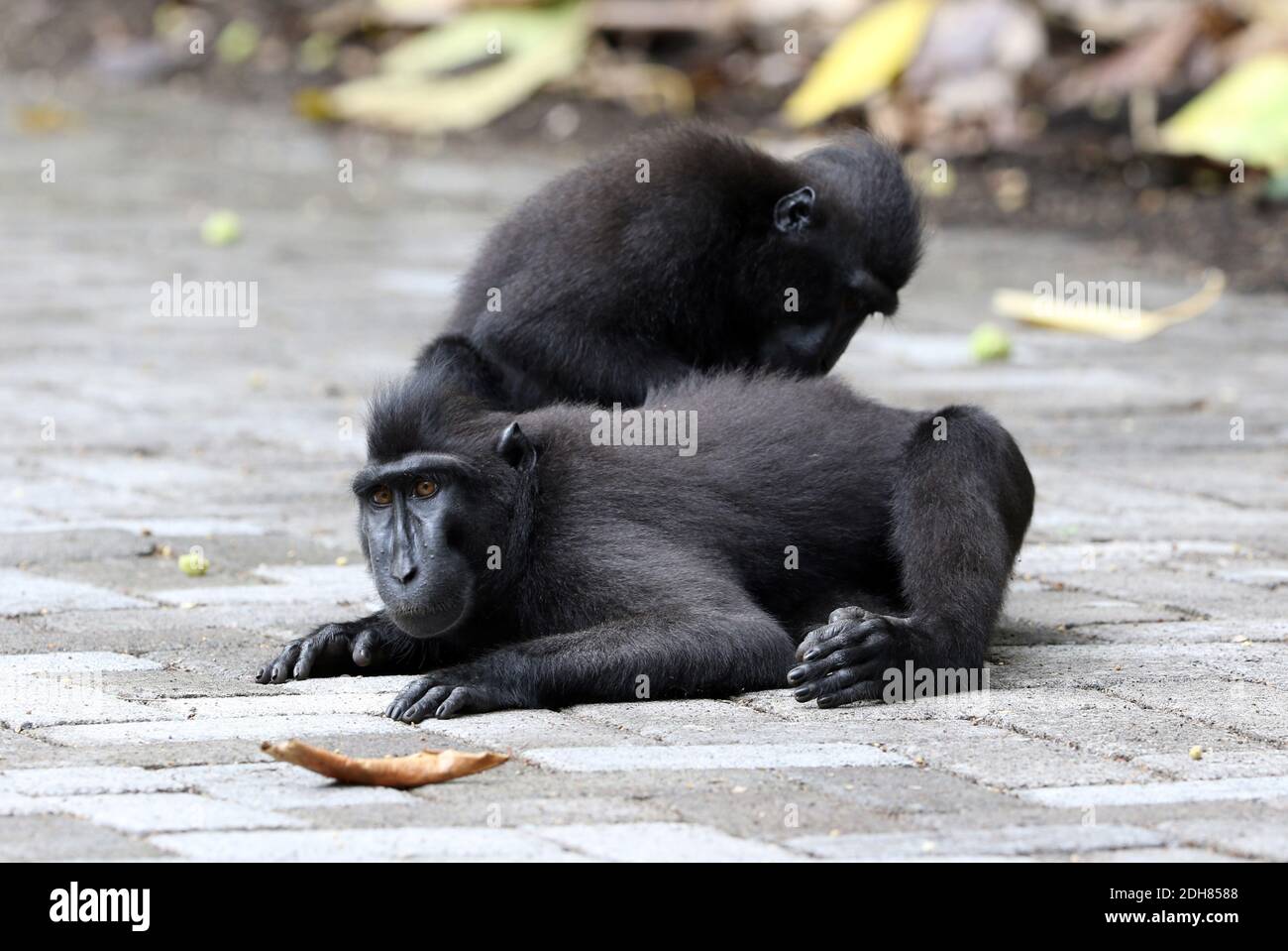 Singe de Celebes, singe de Celebes, macaque à crête de Sulawesi, macaque à crête de Celebes (Macaca nigra, Cynopithecus niger), deux singes qui toilettent la fourrure Banque D'Images