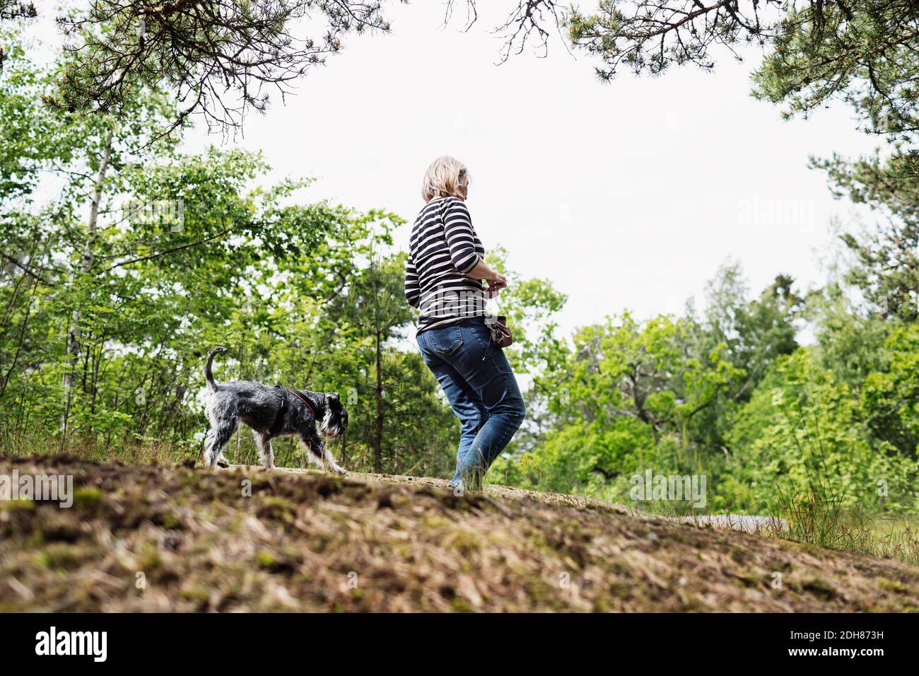 Vue à angle bas de la femme et du chien âgés qui marchent champ Banque D'Images