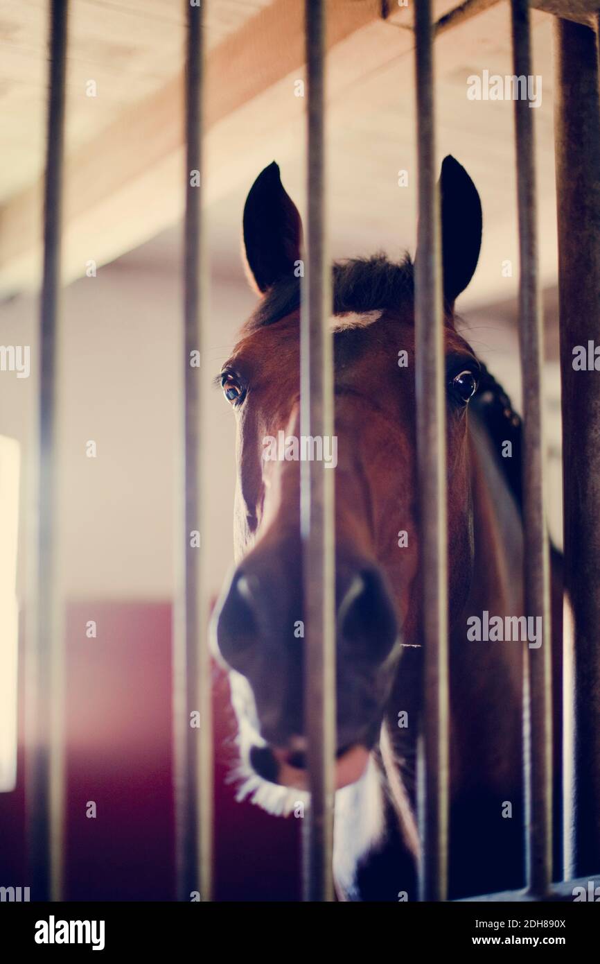 Gros plan d'un cheval derrière des barres métalliques Banque D'Images