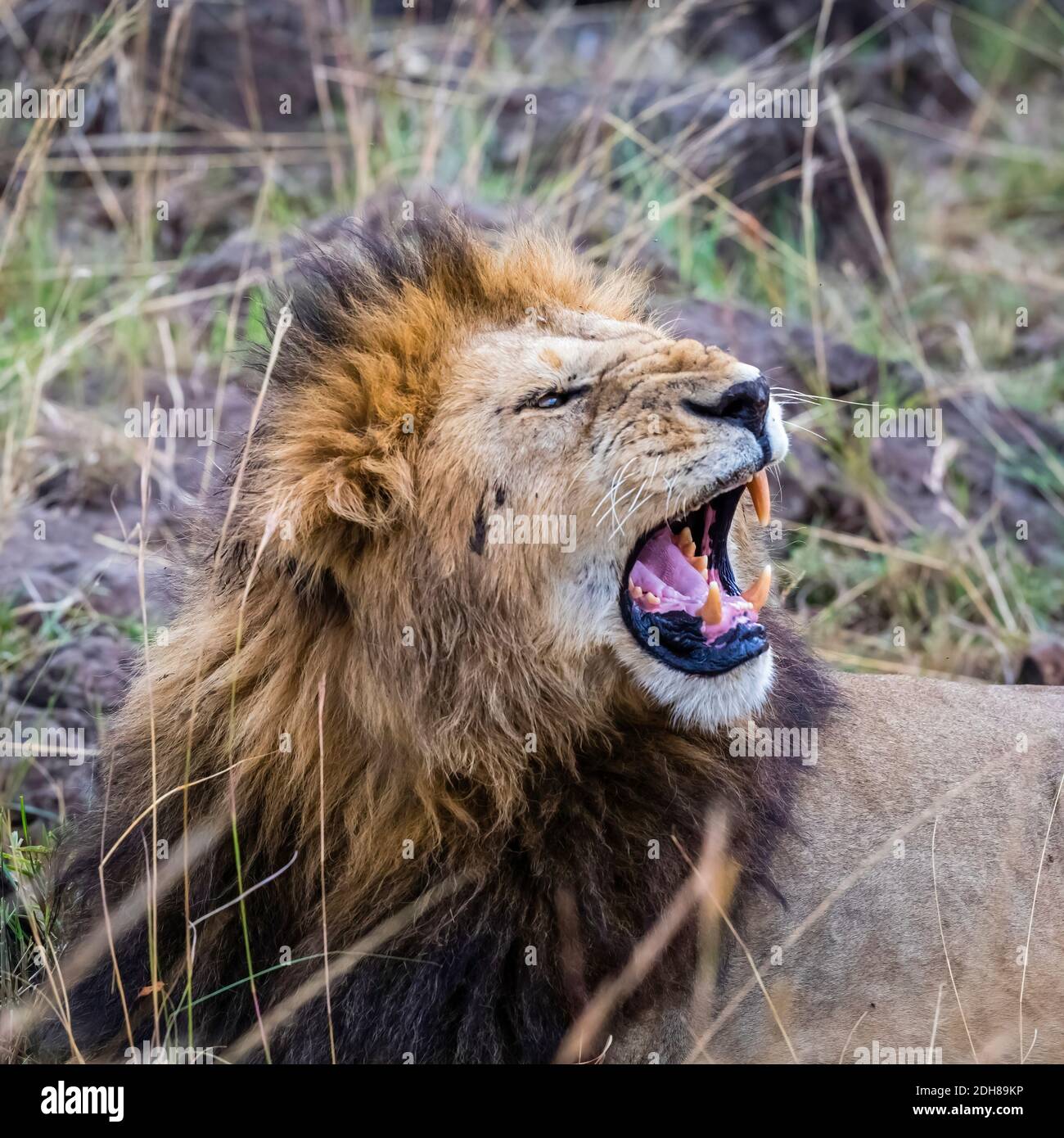 Le lion maara mâle agressif (Panthera leo) aboye ses dents comme il s'entaille, Masai Mara, Kenya. La dent canine supérieure droite est manquante. Banque D'Images