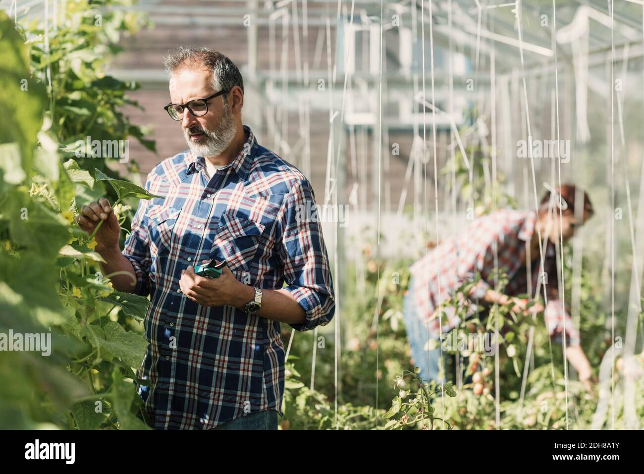Agriculteur mature vérifiant les plantes avec un collègue travaillant en serre Banque D'Images