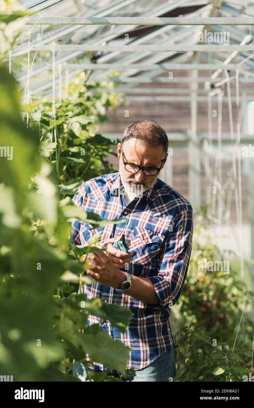 Jardinier tenant des sécateurs et examinant des plantes en serre Banque D'Images