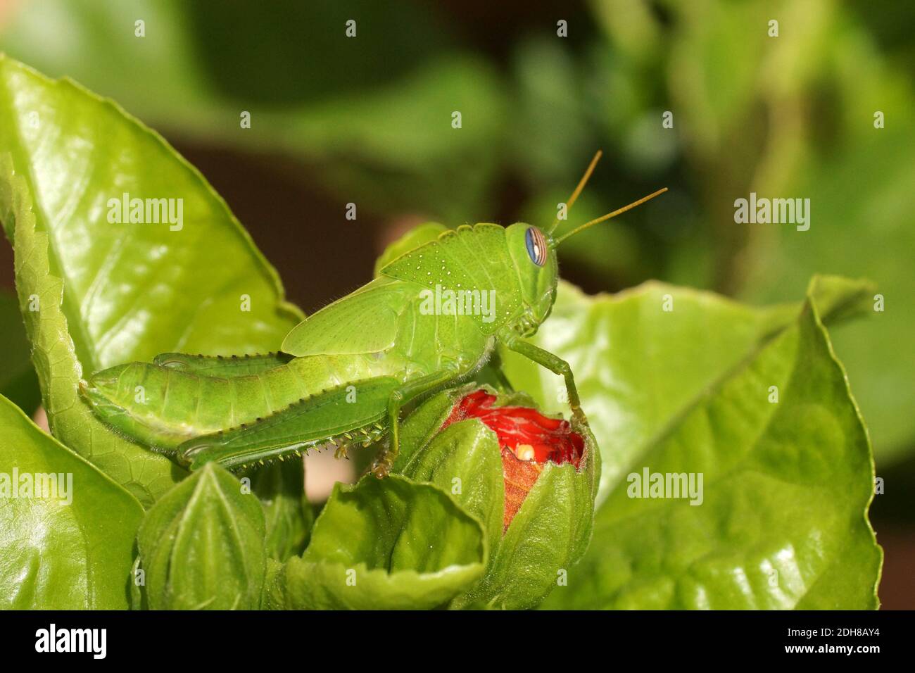 Anacridium aegyptium, sauterelle égyptienne ou criquet égyptien nymphe sur le bourgeon hibiscus. Banque D'Images
