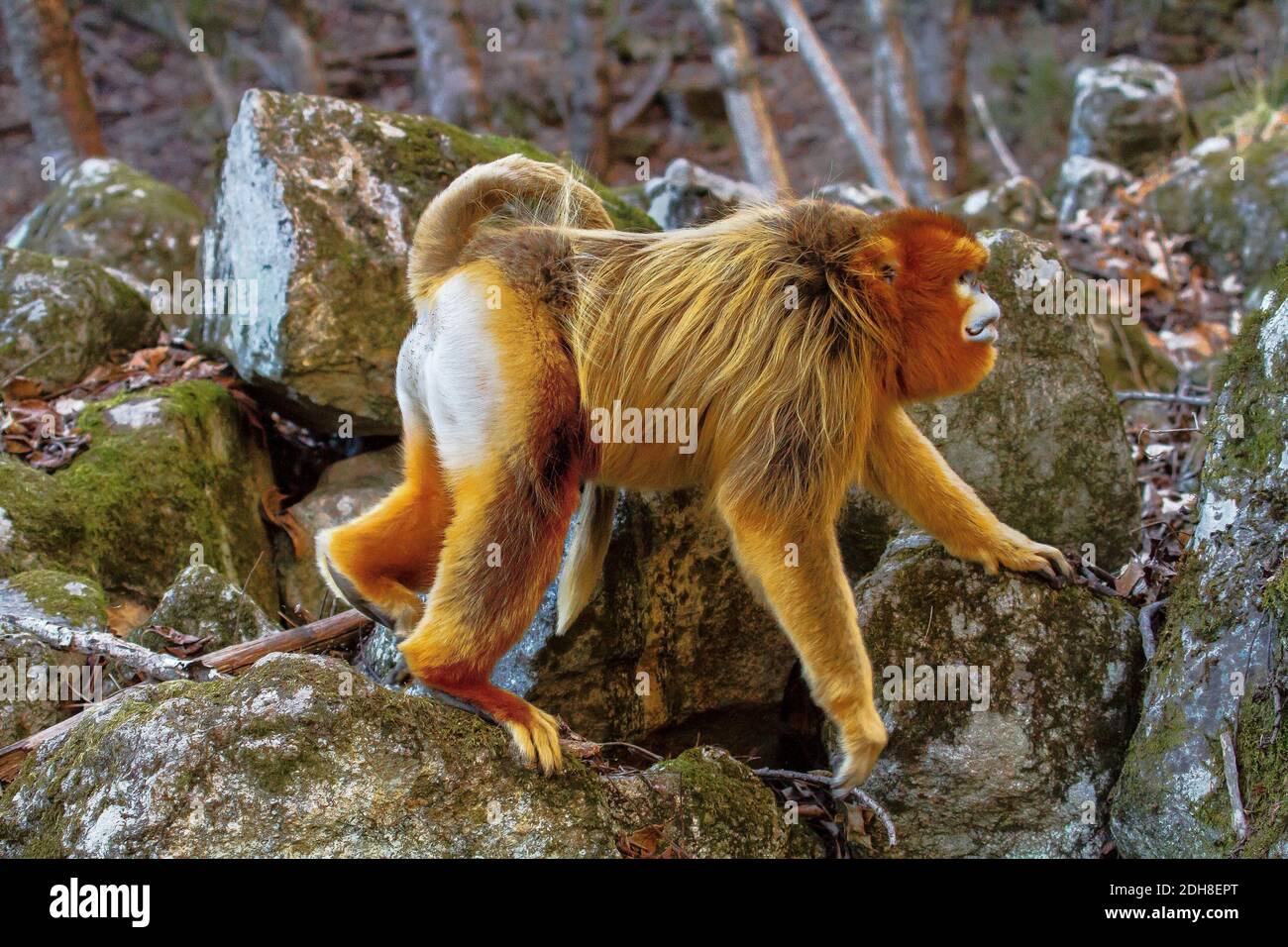 Rhinopithecus Roxellana Banque d'image et photos - Alamy