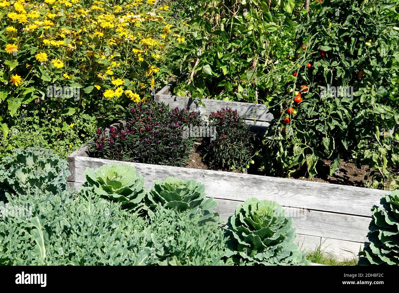 Lit surélevé dans jardin potager, légumes et fleurs Banque D'Images