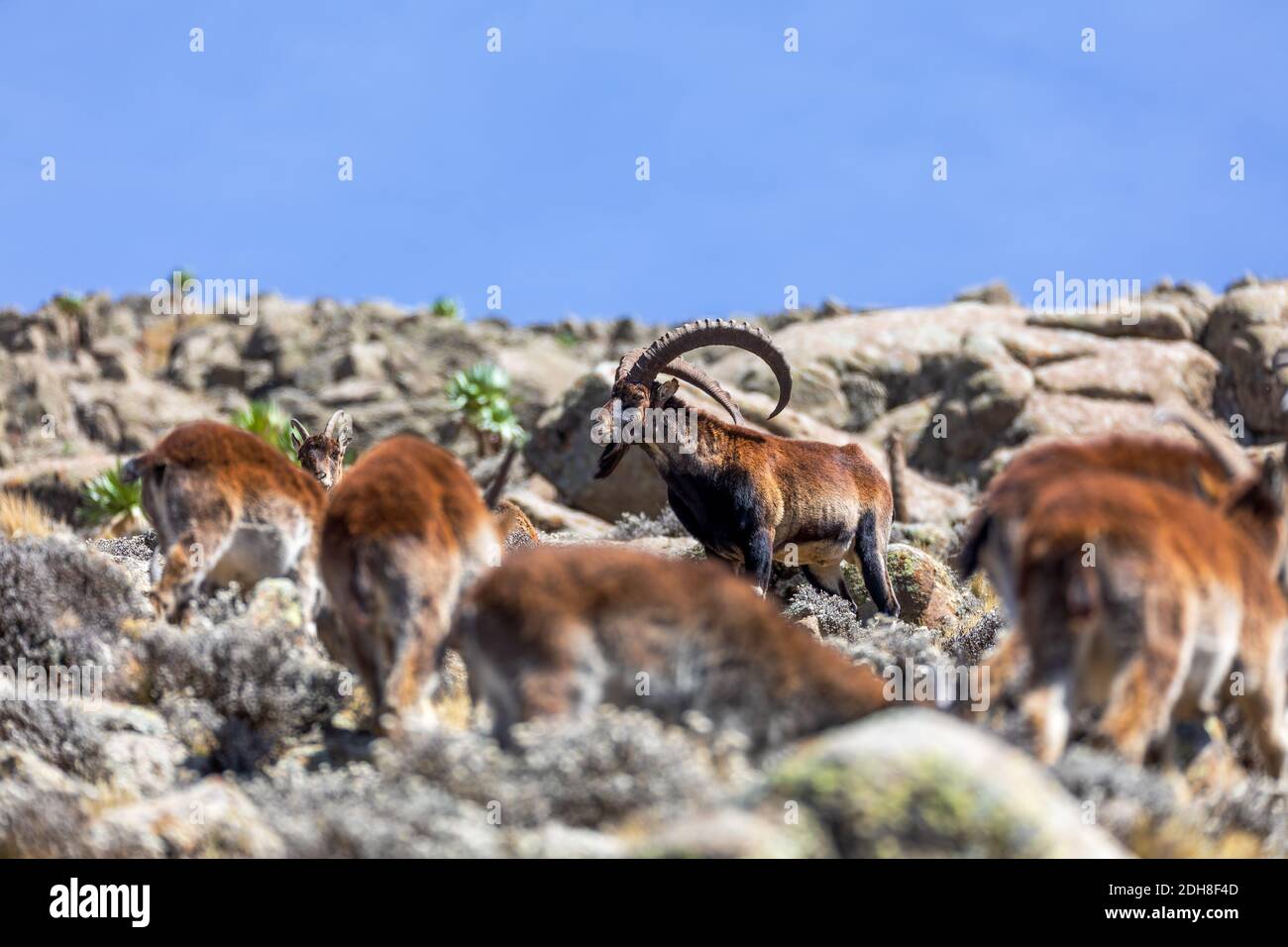 Rare Walia ibex dans les montagnes Simien en Éthiopie Banque D'Images