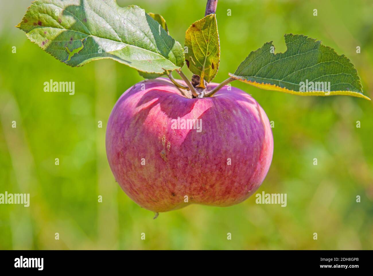 Pomme mûre pour la récolte Banque D'Images
