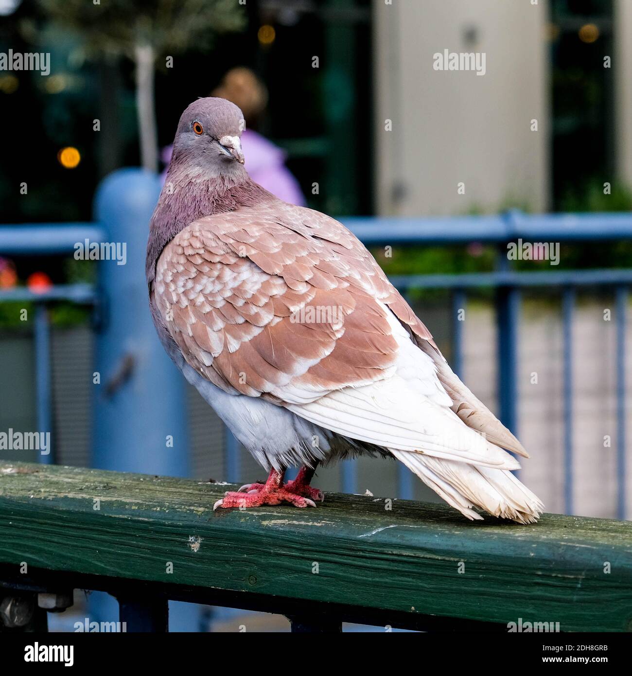 Kingston London, le 09 2020 décembre, un pigeon unique assis sur la clôture Banque D'Images