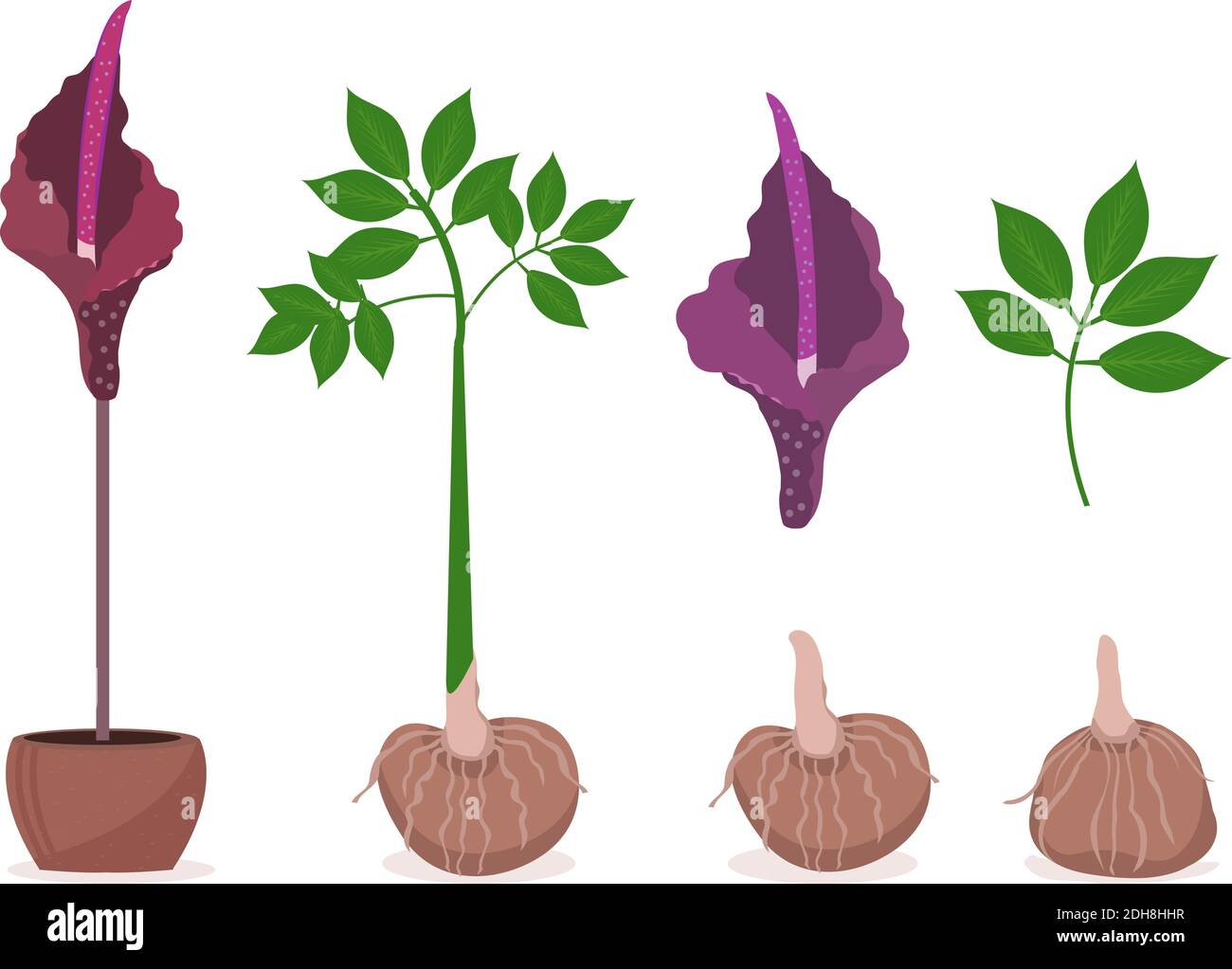 Ensemble de plantes Amorphophallus konjac. Ingrédients de cuisine traditionnelle japonaise Konjak pour nouilles shirataki, gomme, illustration glucomannan.Vector Illustration de Vecteur