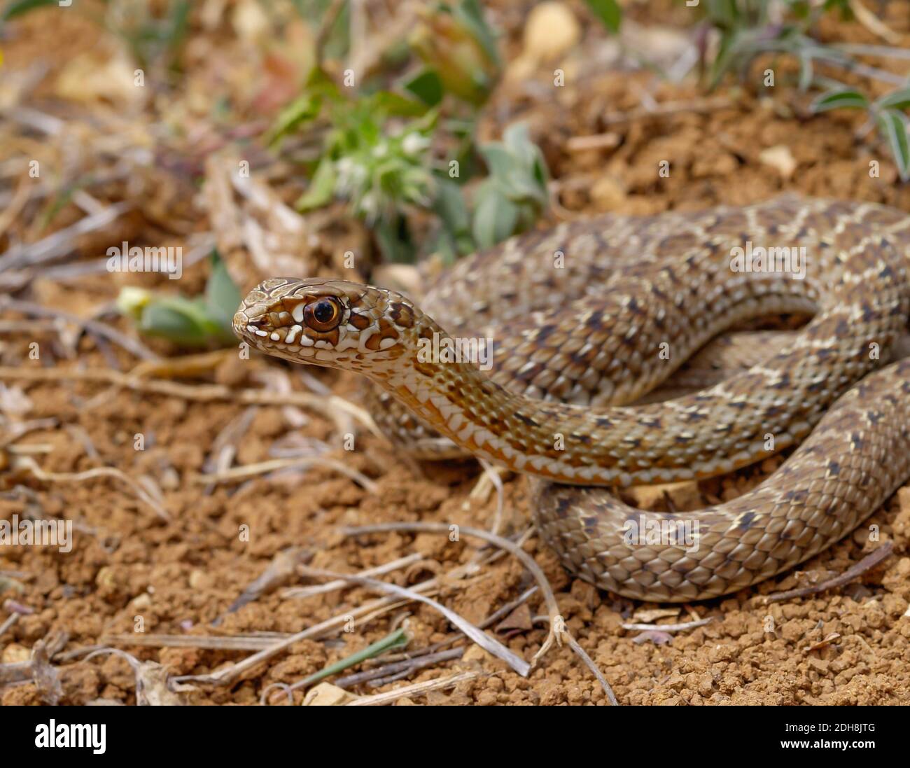 Serpent de montpellier, Malpolon monsessulanus, Malpolon insigne Banque D'Images