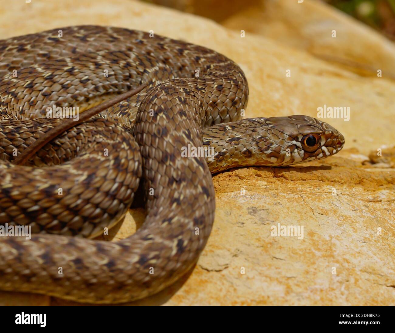 Serpent de montpellier, Malpolon monsessulanus, Malpolon insigne Banque D'Images