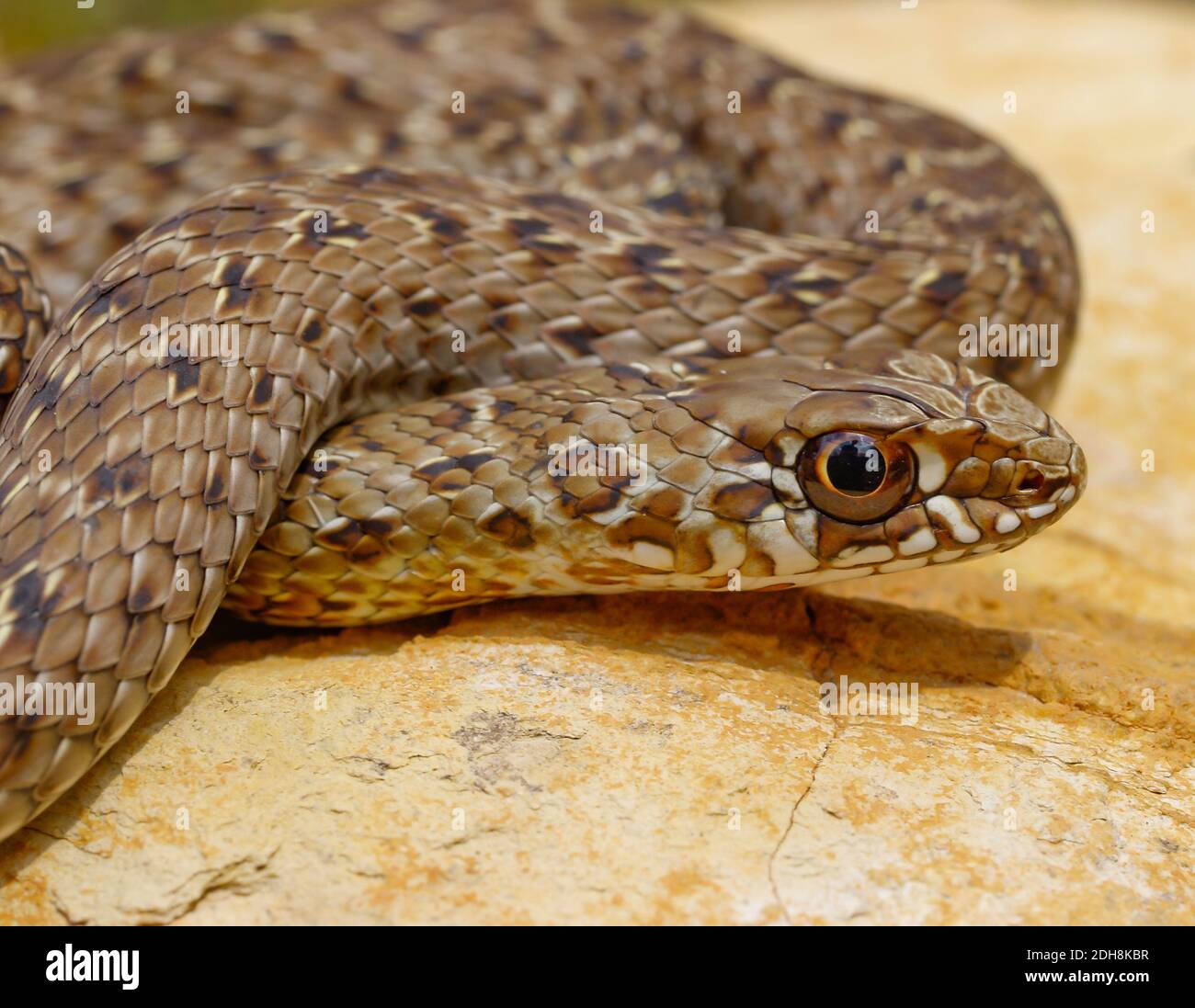 Serpent de montpellier, Malpolon monsessulanus, Malpolon insigne Banque D'Images