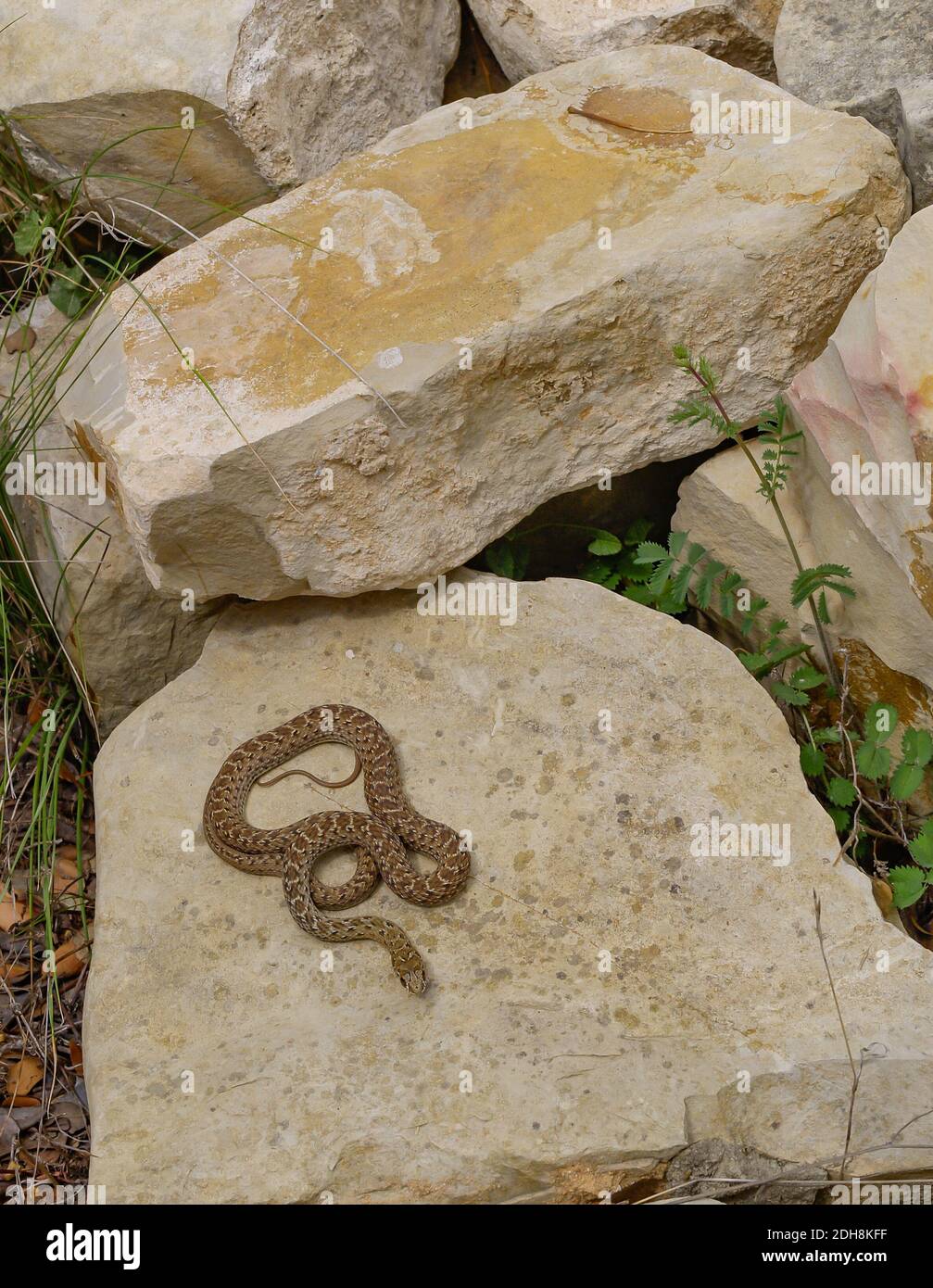 Serpent de montpellier, Malpolon monsessulanus, Malpolon insigne Banque D'Images