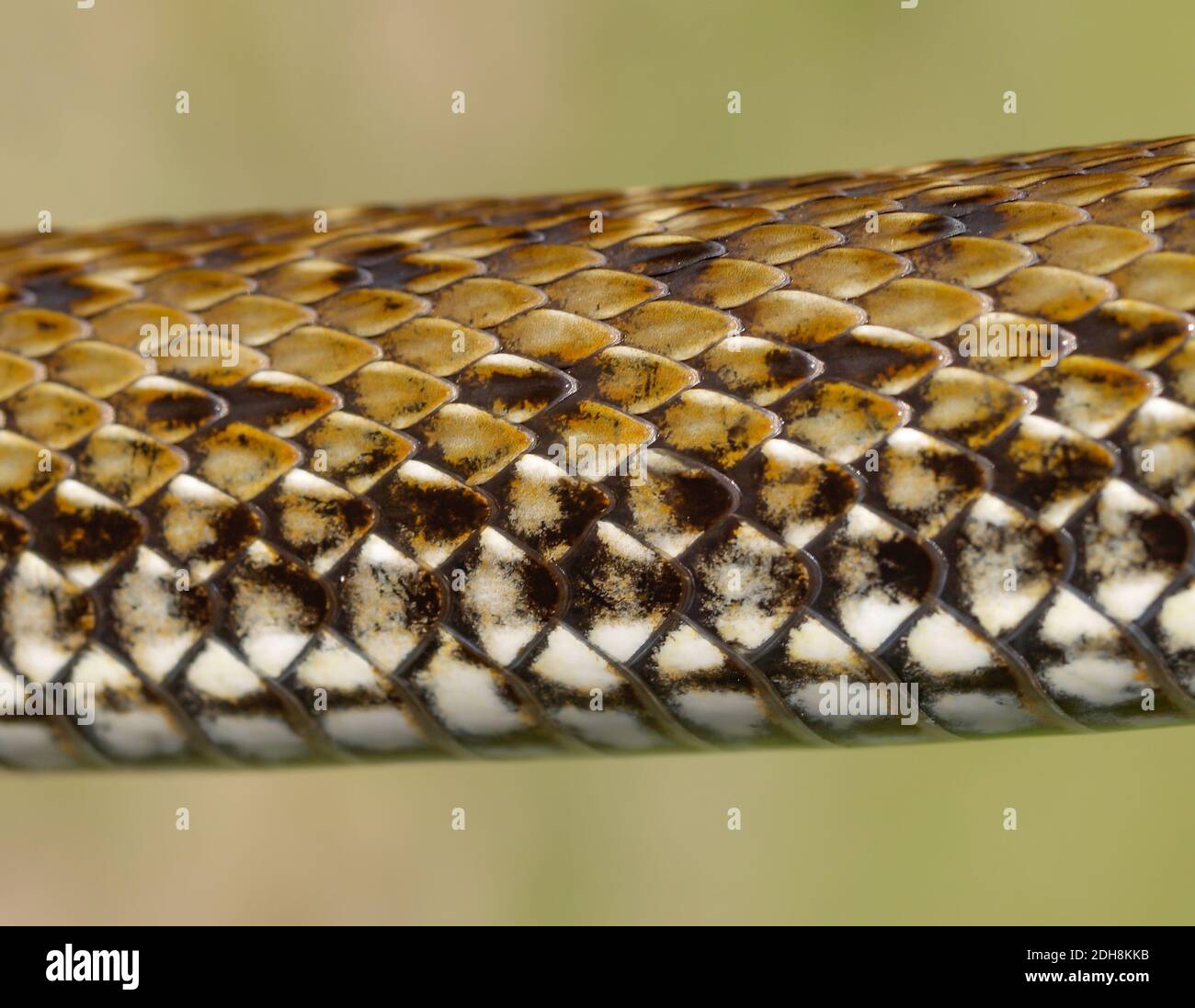 Serpent de montpellier, Malpolon monsessulanus, Malpolon insigne Banque D'Images