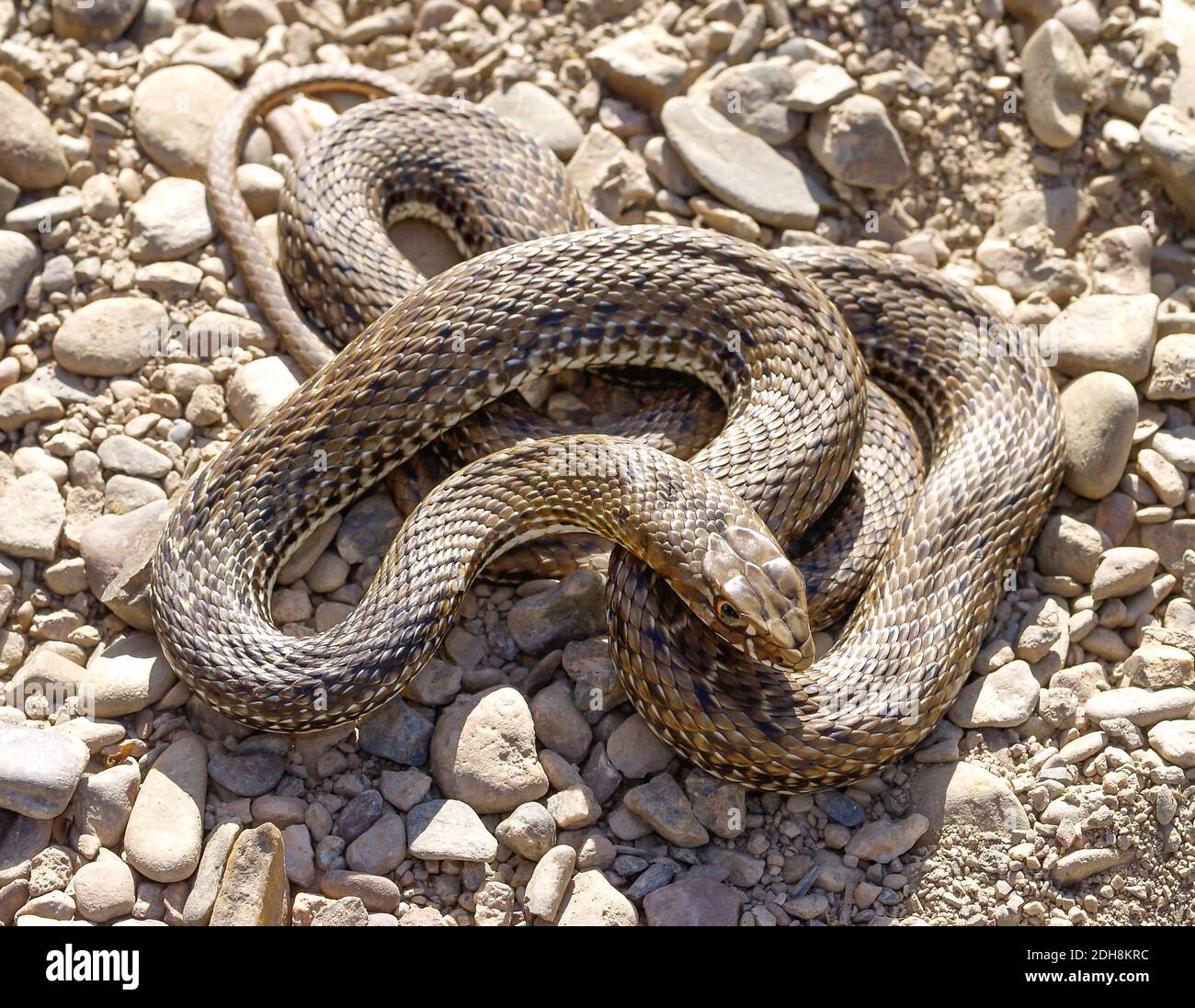 Serpent de montpellier, Malpolon monsessulanus, Malpolon insigne Banque D'Images