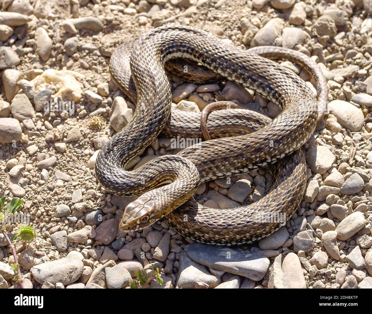 Serpent de montpellier, Malpolon monsessulanus, Malpolon insigne Banque D'Images