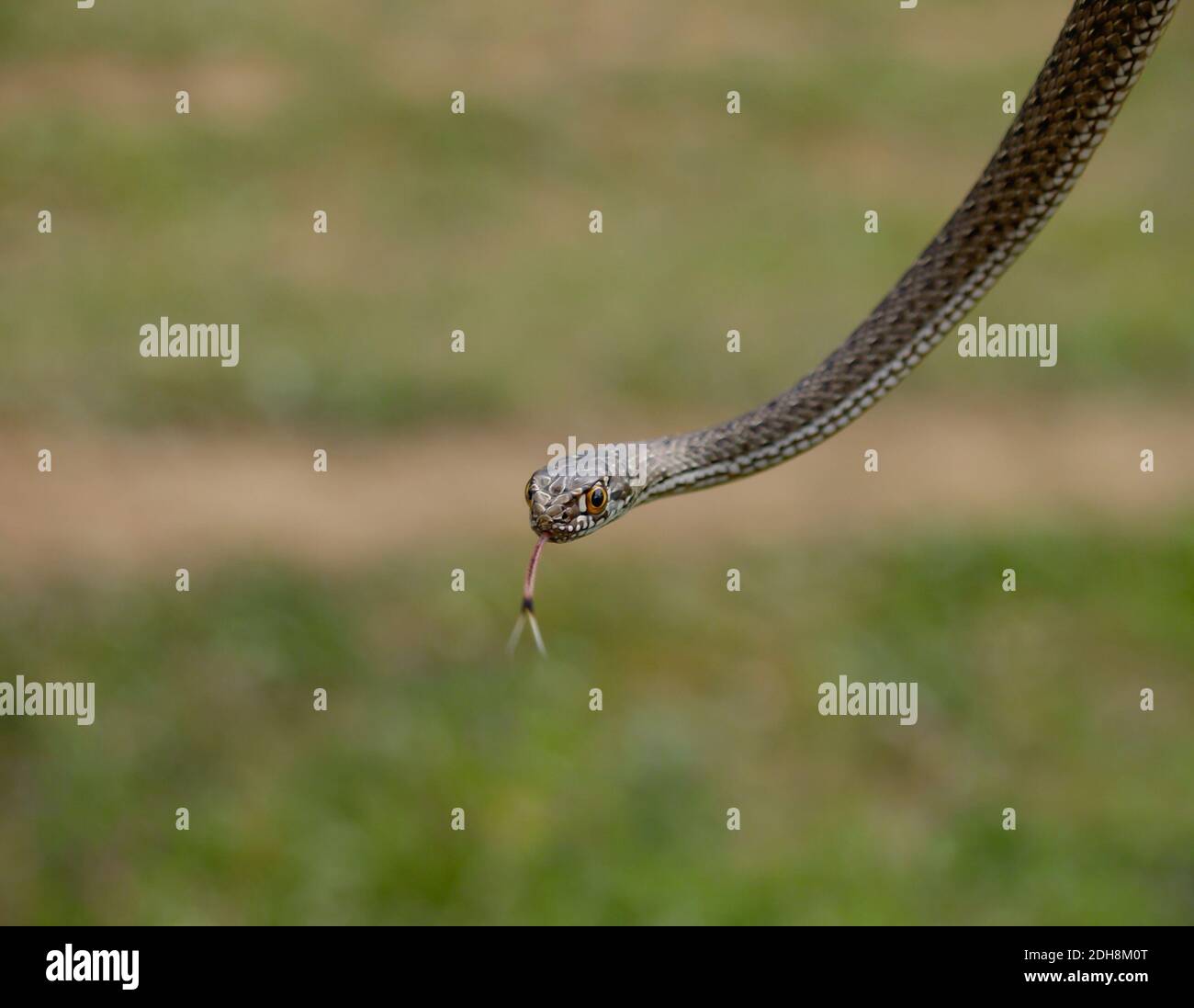 Serpent de montpellier, Malpolon monsessulanus, Malpolon insigne Banque D'Images