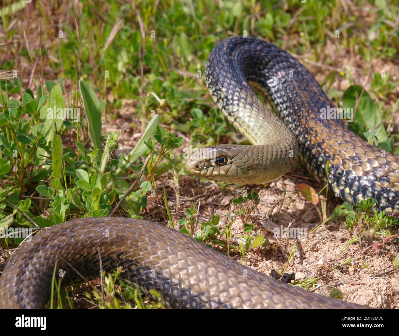Serpent de montpellier, Malpolon monsessulanus, Malpolon insigne Banque D'Images