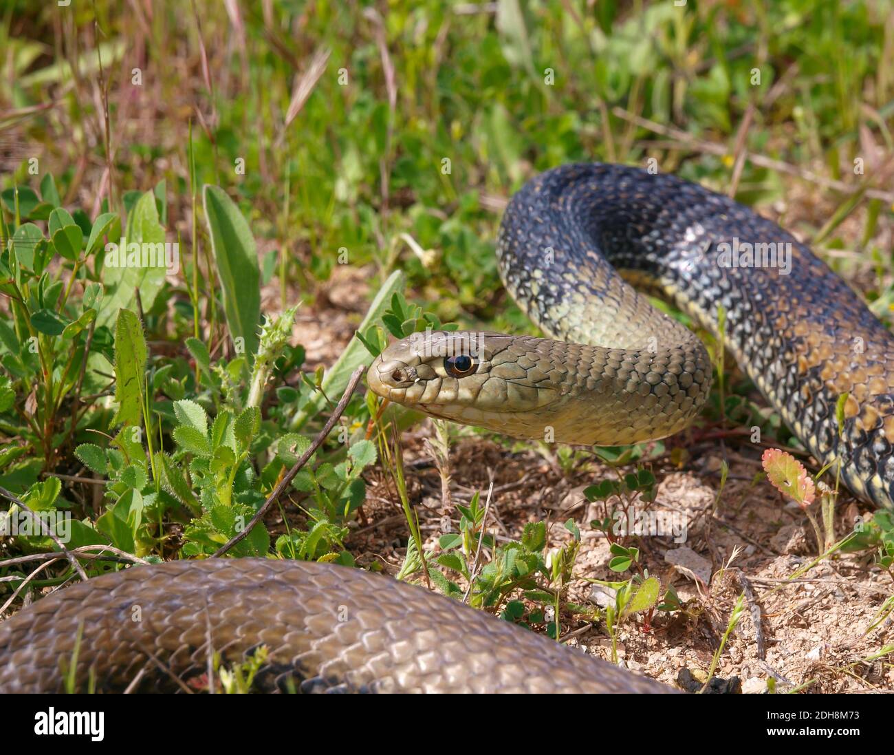 Serpent de montpellier, Malpolon monsessulanus, Malpolon insigne Banque D'Images