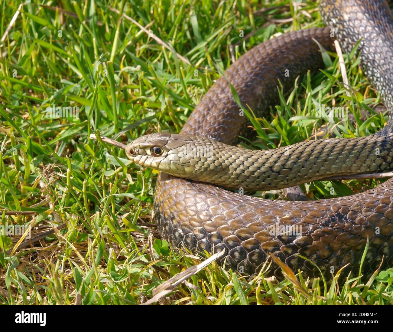 Serpent de montpellier, Malpolon monsessulanus, Malpolon insigne Banque D'Images