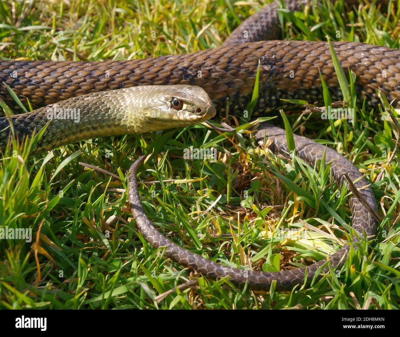 Serpent de montpellier, Malpolon monsessulanus, Malpolon insigne Banque D'Images