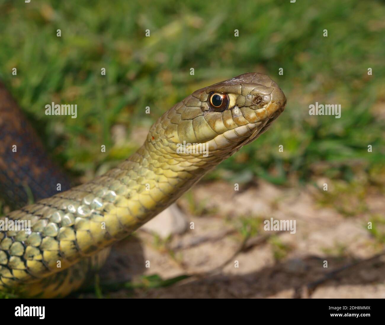 Serpent de montpellier, Malpolon monsessulanus, Malpolon insigne Banque D'Images