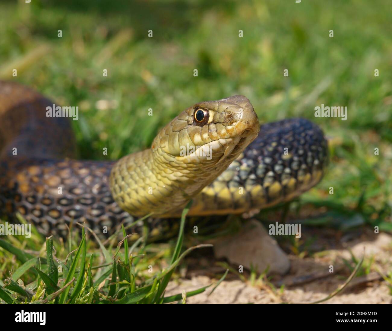 Serpent de montpellier, Malpolon monsessulanus, Malpolon insigne Banque D'Images