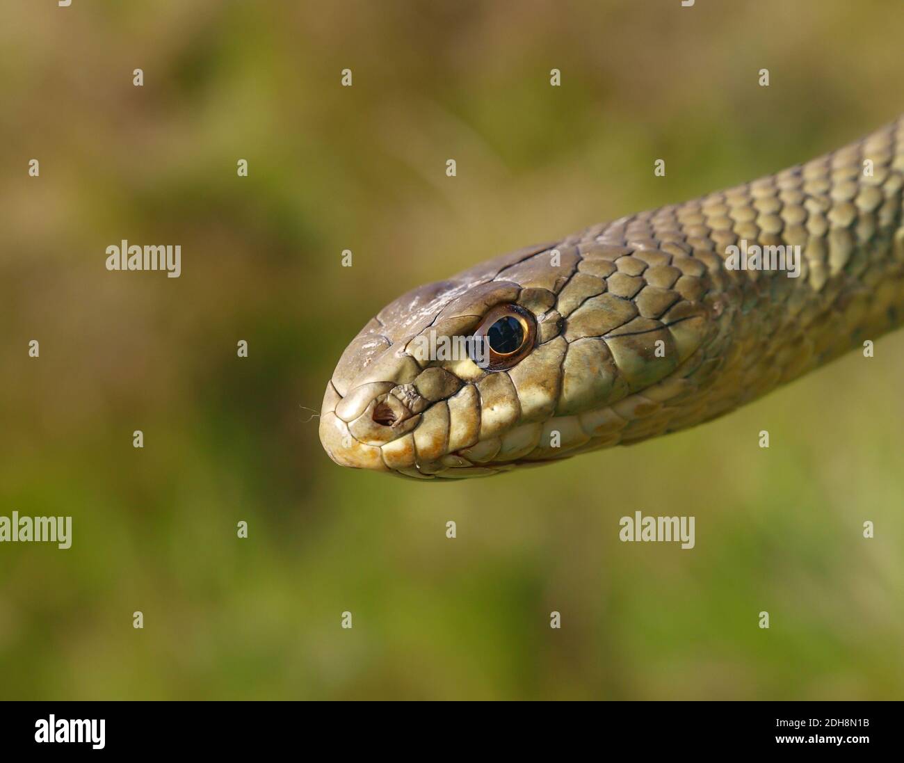 Serpent de montpellier, Malpolon monsessulanus, Malpolon insigne Banque D'Images