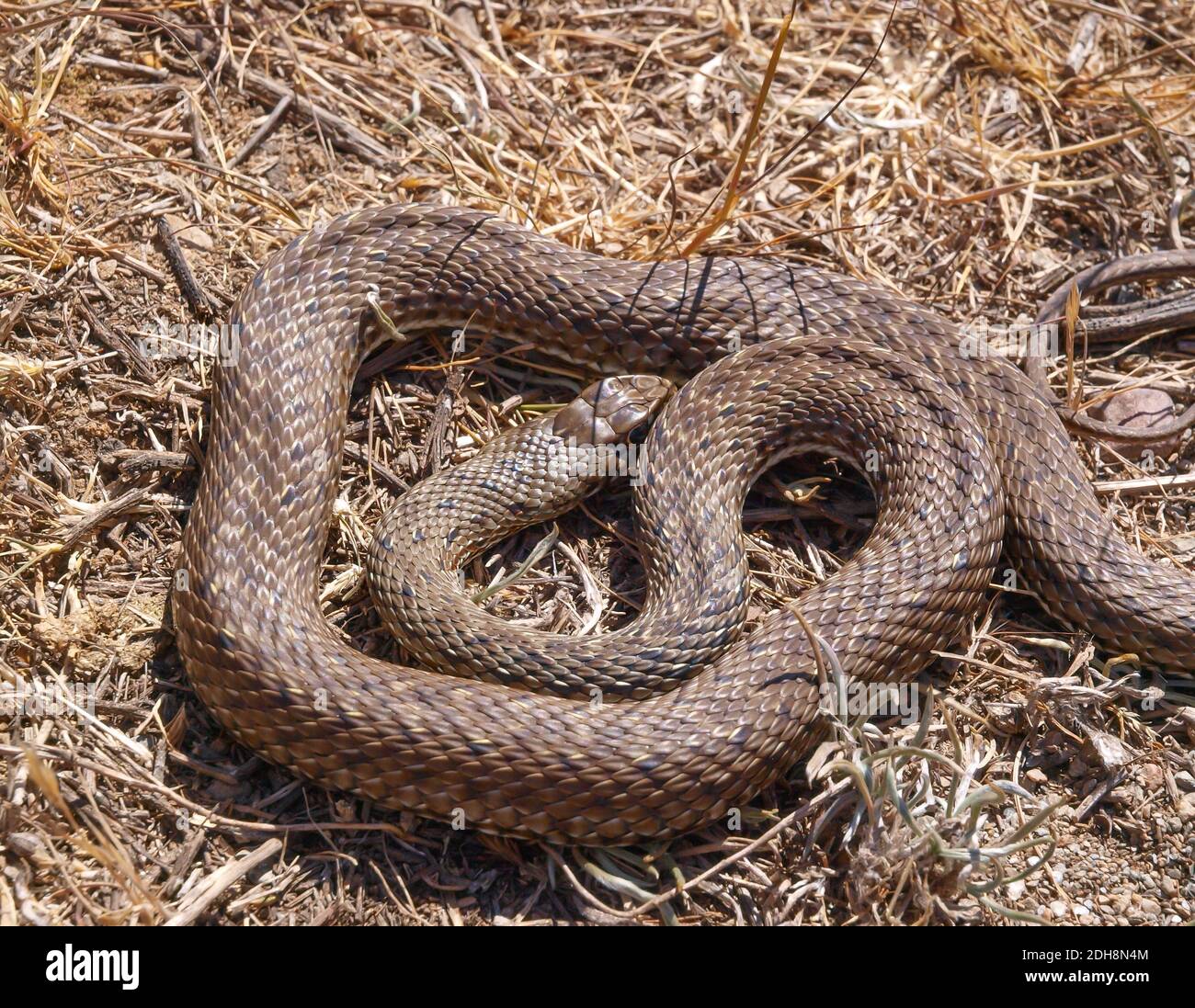 Serpent de montpellier, Malpolon monsessulanus, Malpolon insigne Banque D'Images