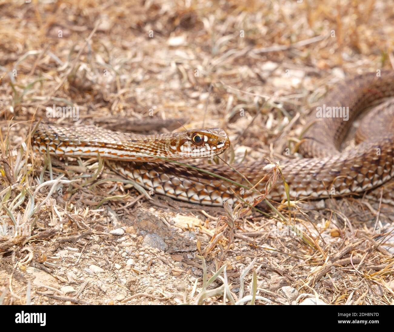 Serpent de montpellier, Malpolon monsessulanus, Malpolon insigne Banque D'Images