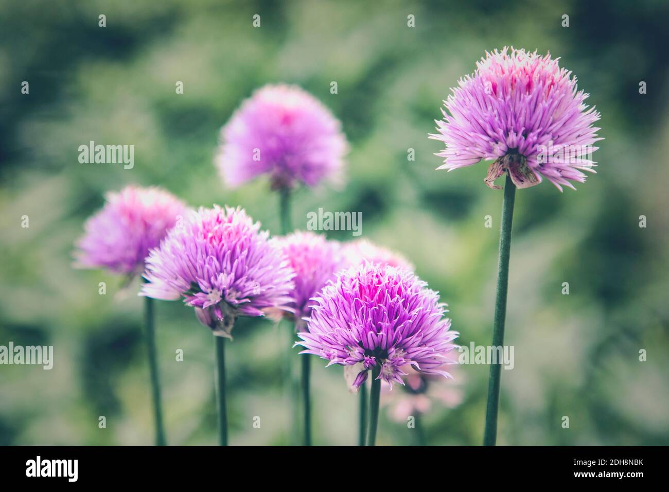 Allium, Allium sativum, mauve fleurs colorées en plein air. Banque D'Images