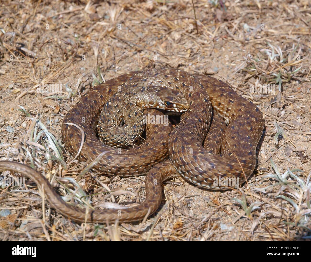 Serpent de montpellier, Malpolon monsessulanus, Malpolon insigne Banque D'Images