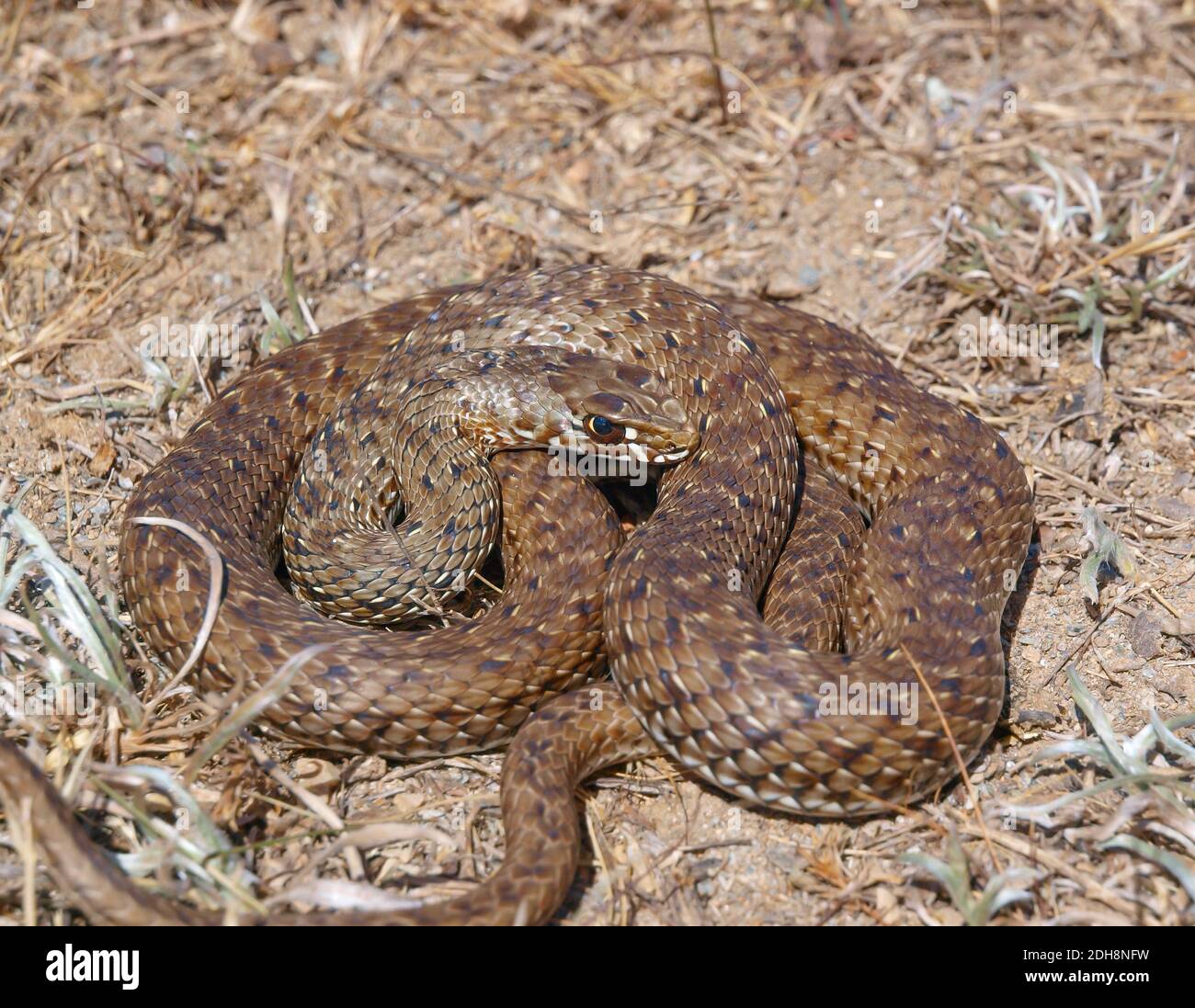 Serpent de montpellier, Malpolon monsessulanus, Malpolon insigne Banque D'Images