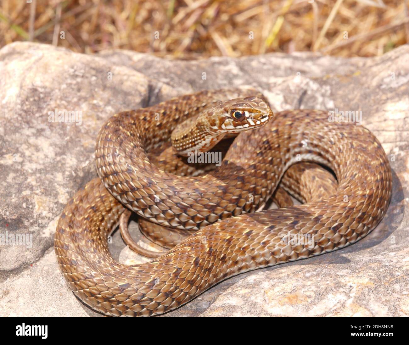 Serpent de montpellier, Malpolon monsessulanus, Malpolon insigne Banque D'Images