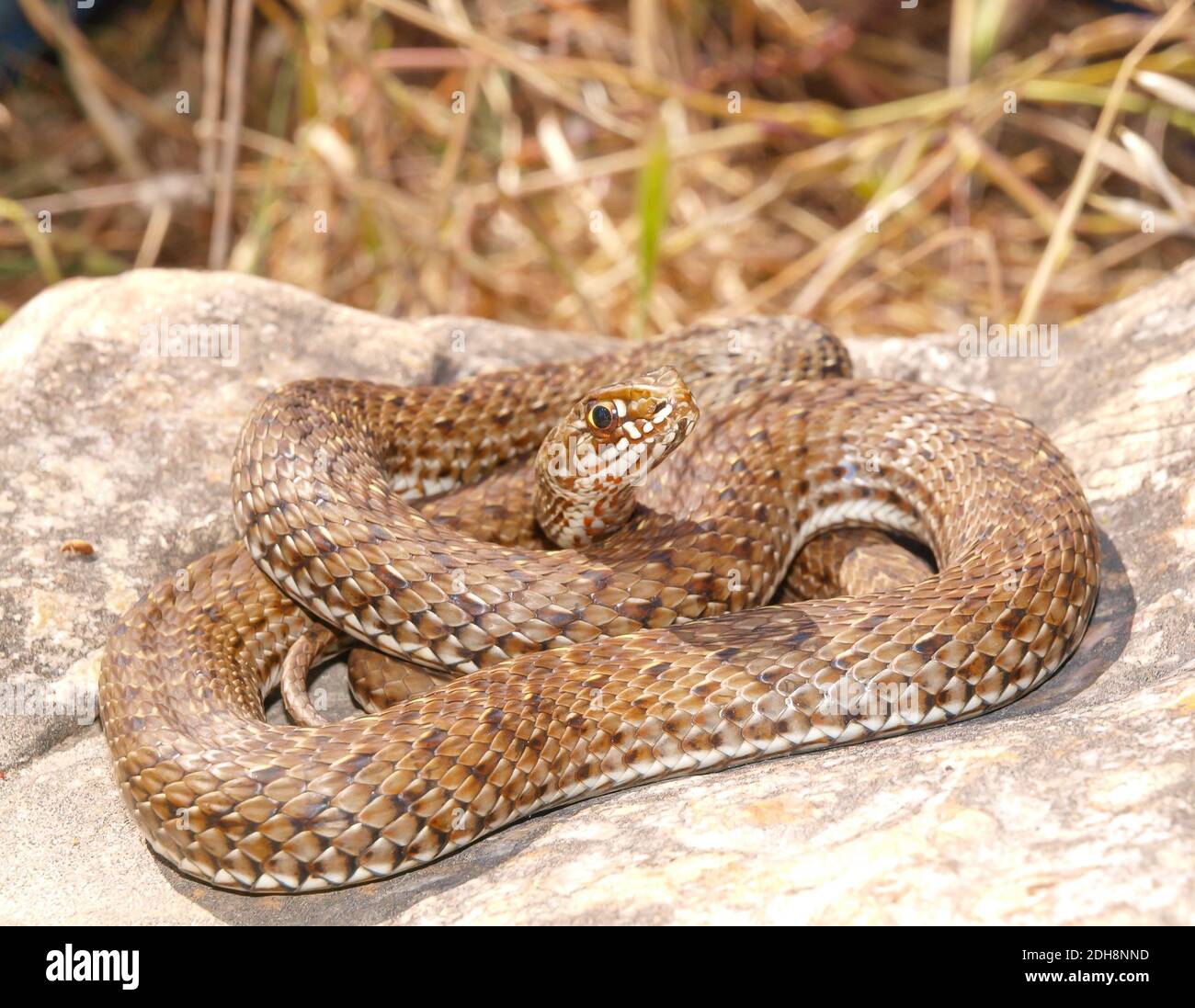 Serpent de montpellier, Malpolon monsessulanus, Malpolon insigne Banque D'Images