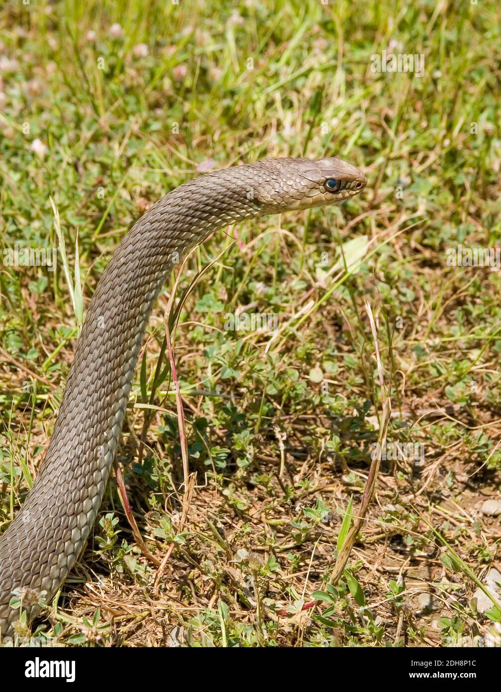 Serpent de montpellier, Malpolon monsessulanus, Malpolon insigne Banque D'Images