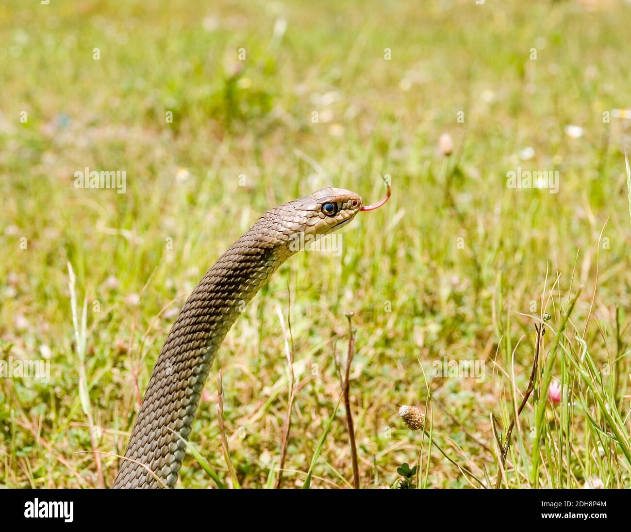 Serpent de montpellier, Malpolon monsessulanus, Malpolon insigne Banque D'Images